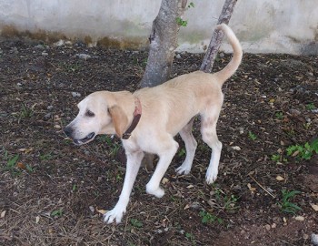 labrador